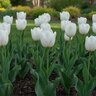 Tulipa Bulb Triumph Gwen Tulip
