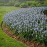 Muscari Bulb Armeniacum Valerie Finnis Grape Hyacinth