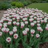 Tulipa Bulb Late Bunch Flowering Candy Club Tulip