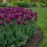 Tulipa Bulb Triumph Purple Flag Tulip