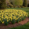 Narcissus Bulb Large Cup Cairngorm Daffodil