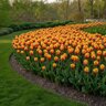 Tulipa Bulb Darwin Hybrid Beauty of Spring Tulip