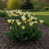 Tulipa Bulb Species Tarda Tulip