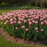 Tulipa Bulb Single Late Sorbet Tulip
