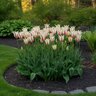 Tulipa Bulb Lily Flowered Marilyn Tulip