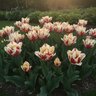 Tulipa Bulb Parrot Flaming Parrot Tulip