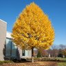 Ginkgo Biloba Mariken Maidenhair Tree