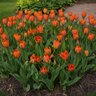Tulipa Bulb Darwin Hybrid Lightnin Sun Tulip