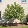 Ficus Carica LSU Purple Fig