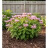 Monarda Bee-Free Bee Balm