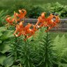 Lilium Bulb Lancifolium Splendens Tiger Lily 14/16
