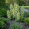 Fritillaria Bulb Persica Ivory Bells Persian Lily