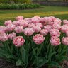 Tulipa Bulb Double Angelique Tulip