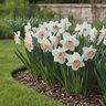 Narcissus Bulb Large Cup Pink Pride Daffodil