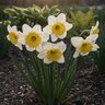 Narcissus Bulb Large Cup Slim Whitman Daffodil