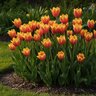 Tulipa Bulb Late Bunch Flowering Antoinette Tulip