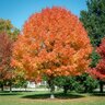 Acer Rubrum Northwood Red Maple