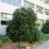 Picea Sitchensis Sitka Spruce
