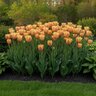 Tulipa Bulb Triumph Apricot Foxx Tulip