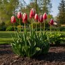Tulipa Bulb Darwin Hybrid Candy Apple Delight Tulip