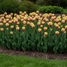 Tulipa Bulb Single Late Grand Perfection Tulip
