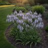 Camassia Bulb Quamash Cusickii Camas