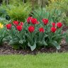 Tulipa Bulb Greigii Princess Charmante Tulip