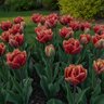 Tulipa Bulb Parrot Rococo Parrot Tulip