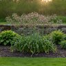 Allium Bulb Sicilian Nectaroscordum Siculum Ornamental Onion
