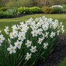 Narcissus Bulb Pheasant's Eye Poeticus var Recurvus Daffodil
