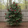 Camellia japonica Black Magic Camellia
