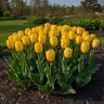 Tulipa Bulb Darwin Hybrid Golden Oxford Tulip