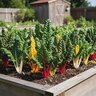 Beta Vulgaris Bright Lights Swiss Chard