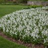 Scilla Bulb Siberica Alba Siberian Squill