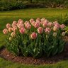 Tulipa Bulb Parrot Pink Vision Tulip