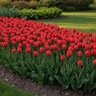 Tulipa Bulb Darwin Hybrid Lalibela Tulip