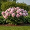 Paeonia Bulb Lactiflora Sarah Bernhardt Peony 2/3 Eye