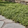 Leptinella squalida Platt's Black Brass Buttons