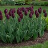 Tulipa Bulb Triumph Havran Tulip