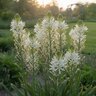 Camassia Bulb Leichtlinii Alba Camas