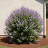 Vitex agnus-castus Queen Bee Chastetree