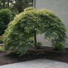 Acer palmatum subsp. matsumurae Emerald Lace Japanese Laceleaf Maple