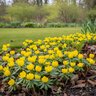 Eranthis Bulb Hyemalis Winter Aconite