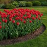Tulipa Bulb Lily Flowered Pieter De Leur Tulip
