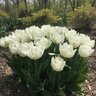 Tulipa Bulb Fosteriana Emperor Exotic Emperor Tulip

