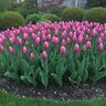 Tulipa Bulb Single Early Aafke Tulip