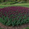 Tulipa Bulb Single Late Caravelle Tulip