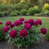 Paeonia Bulb Lactiflora Peter Brand Peony
