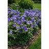 Anemone Bulb Grecian Blanda Blue Shades Windflower