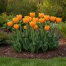 Tulipa Bulb Darwin Hybrid Daydream Tulip